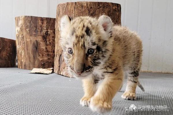 今年的一切以&OpenCurlyDoubleQuote;大橘&rdquo;為重