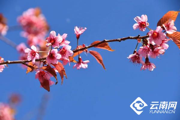 「高畫質組圖」約嗎？到異龍湖畔邂逅一場盛大浪漫的&OpenCurlyDoubleQuote;櫻花雨&rdquo;