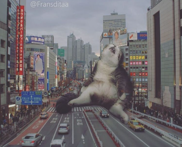 巨萌：當小貓咪變成巨人