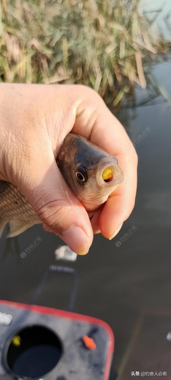 秋末時節野釣鯽魚,為何掛麥粒可以連竿 秋末時節野釣鯽魚,為何掛麥粒可以連竿
