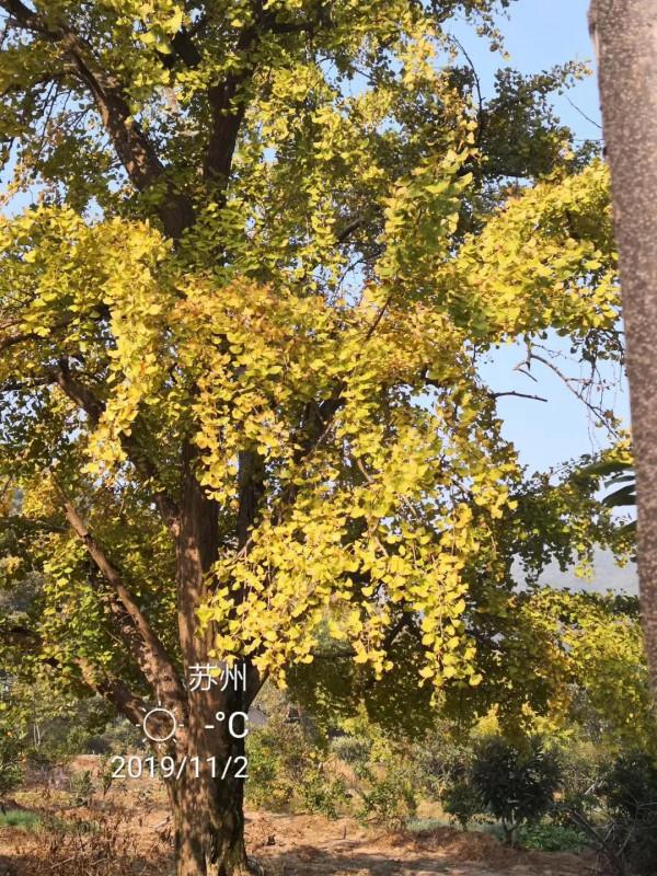 太湖銀杏村,家家戶戶都有幾棵百年銀杏樹,從蘇州坐2元公交能到 太湖銀杏村,家家戶戶都有幾棵百年銀杏樹,從蘇州坐2元公交能到