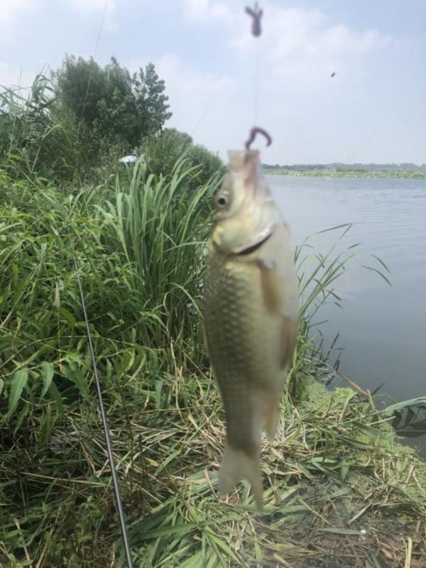 2021垂釣日誌之48，白馬湖高溫揮汗提鯽忙