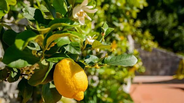 秋冬季節,客廳養花別隨便,選擇這8種盆栽,大幅度提升裝飾效果 秋冬季節,客廳養花別隨便,選擇這8種盆栽,大幅度提升裝飾效果
