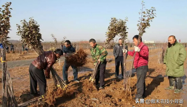 秋季栽種樹木要比春季栽種樹木更容易成活!你知道為什麼嗎? 秋季栽種樹木要比春季栽種樹木更容易成活!你知道為什麼嗎?