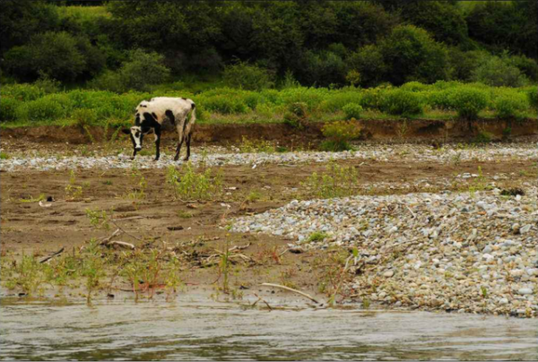 西藏羊卓雍措裡的魚，多達8億公斤，為什麼無人敢吃？