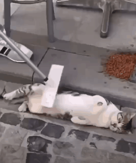 偶遇路中央喝水的流浪貓，大叔停車等候，畫面過暖