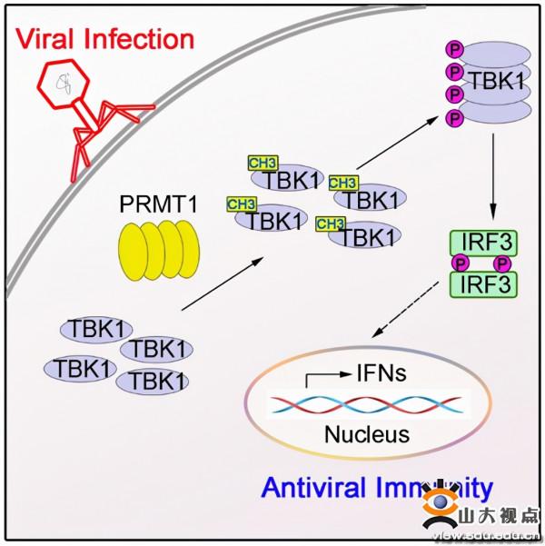 基礎醫學院高成江教授團隊在Cell Reports發文揭示TBK1調控新機制 基礎醫學院高成江教授團隊在Cell Reports發文揭示TBK1調控新機制