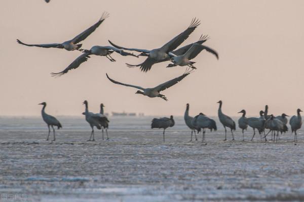 大美草海 醉遊人 大美草海 醉遊人