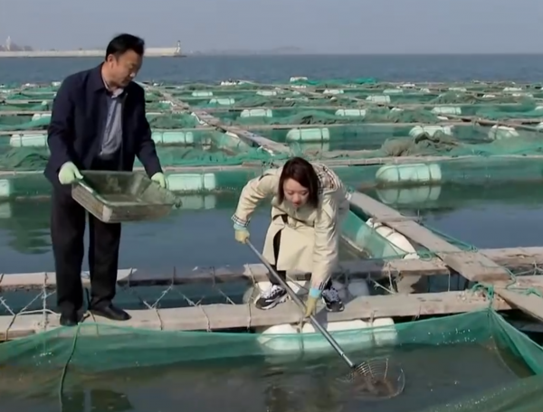 山東破爛王改行賣海參,一年銷售額8000多萬,帶動50戶養殖戶致富 山東破爛王改行賣海參,一年銷售額8000多萬,帶動50戶養殖戶致富