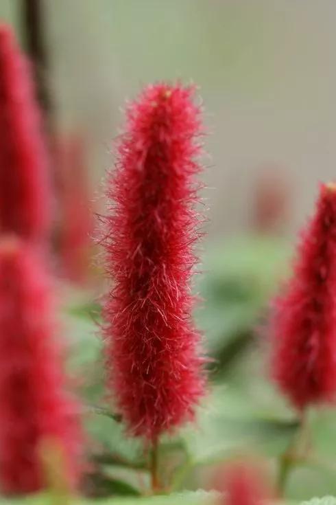 《百花集》（二百六十七）