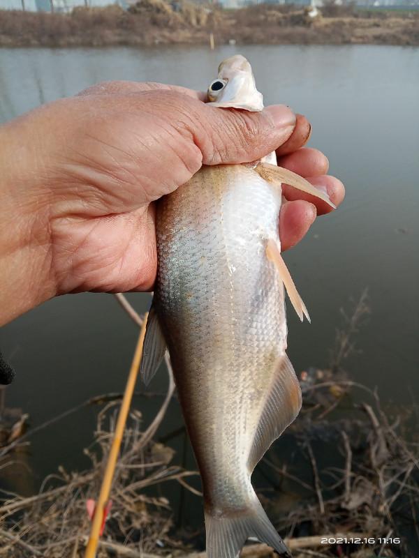 冬季釣鯽魚，水溫是影響中魚的因素之一