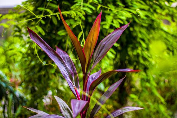 這3種清涼植物,最適合夏季養殖,來看看你有沒有養殖吧 這3種清涼植物,最適合夏季養殖,來看看你有沒有養殖吧