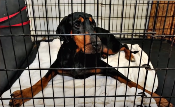 關於一隻杜賓犬救了一個小女孩的故事