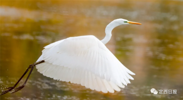 無須遠行！定西湖，人間秋色