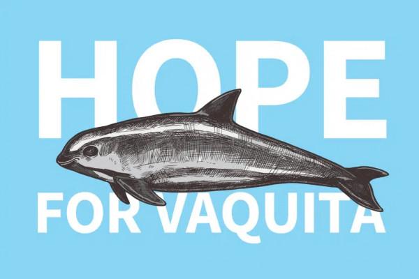 地球上僅剩不到 10 只！小頭鼠海豚還能等我們多久？