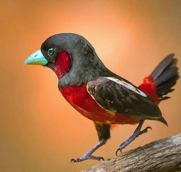 分享——最珍貴罕見的鳥