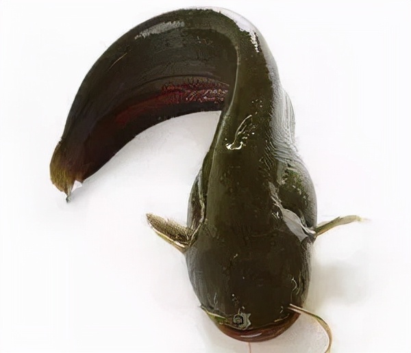 水生動物圖文欣賞(5)——四大主要食性魚類與五小類食性魚類 水生動物圖文欣賞(5)——四大主要食性魚類與五小類食性魚類