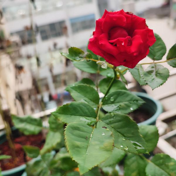 不同年齡段的女人,代表的花各不相同,看看你是哪種 不同年齡段的女人,代表的花各不相同,看看你是哪種
