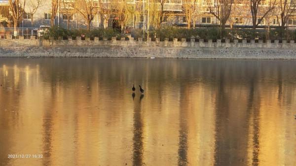 冬日結冰的湖面，兩隻在湖裡生存了五年的鴨卻無水可遊