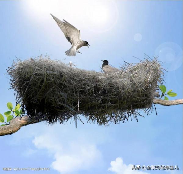 分享——鳥類築巢