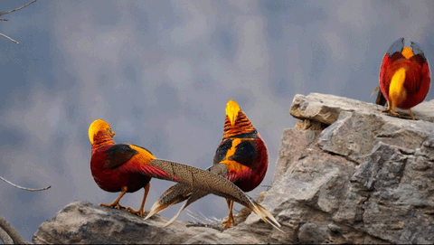 分享圖片：比鳳凰還美麗的鳥三十多款