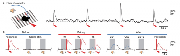 Nat Neurosci:陸軍軍醫大學張寬/諶小維團隊發現影響記憶維持的新靶標 Nat Neurosci:陸軍軍醫大學張寬/諶小維團隊發現影響記憶維持的新靶標