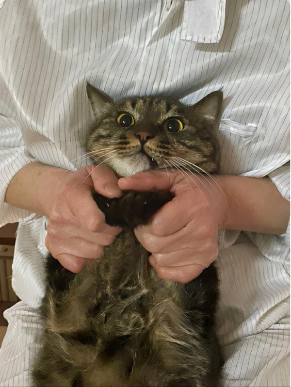 我在北京救貓咪