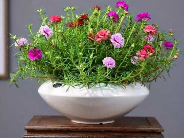 5種“省心花”，好看又好養，是養花新手們的最愛