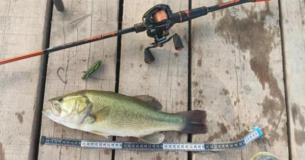 內有大魚，速點！「漁獲名人堂」