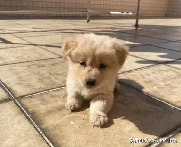 小狗被遺棄街頭,主人留下一張紙條和零錢:不想讓它跟我一樣不幸 小狗被遺棄街頭,主人留下一張紙條和零錢:不想讓它跟我一樣不幸