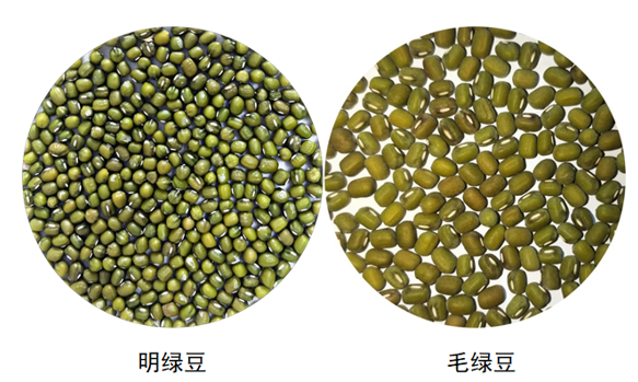 紅豆豆、綠豆豆、花豆豆 我來幫你認豆豆