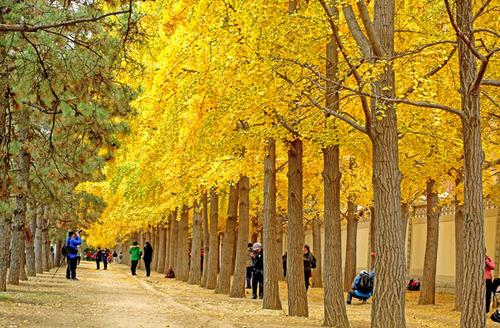 北京金秋一個火熱地標，堪稱京城最美銀杏大道，門票免費十月最佳
