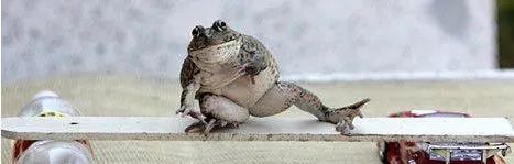 泰國：奇異蟾蜍 愛騎摩托車滑滑板 愛擺pose