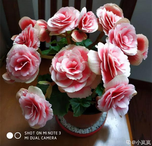 秋冬養盆麗格海棠,花朵像牡丹,有金玉滿堂好兆頭 秋冬養盆麗格海棠,花朵像牡丹,有金玉滿堂好兆頭