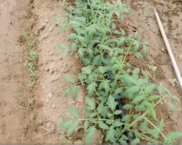 作物根系差，如何正確使用生根劑？作用不一樣，別用錯