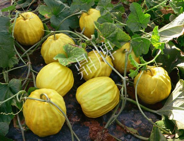 農村有田，可以種植這些作物獲得高收益