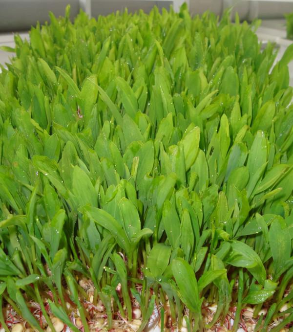 水培玉米苗飼養牛羊 水培玉米苗飼養牛羊