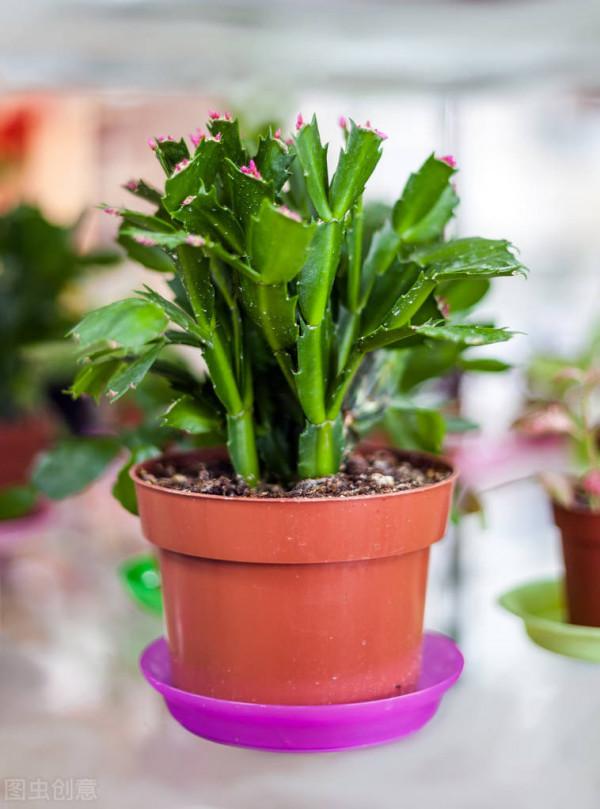 7種花餓了一個夏天,秋天好好補補,才能又美又壯 7種花餓了一個夏天,秋天好好補補,才能又美又壯