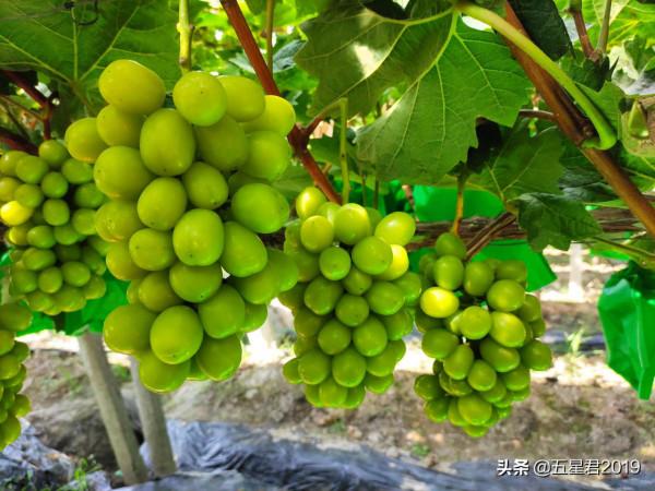 優質葡萄品種的盡頭，要麼是品牌，要麼“啥也不是”