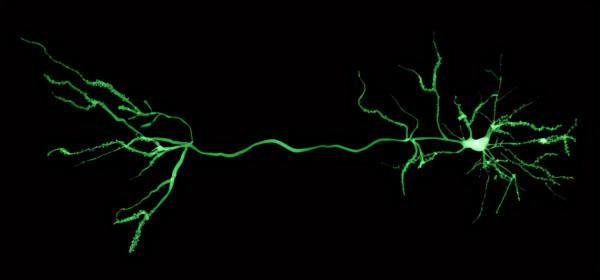 科學好故事|大腦是一臺名副其實的“預測機器” 科學好故事|大腦是一臺名副其實的“預測機器”