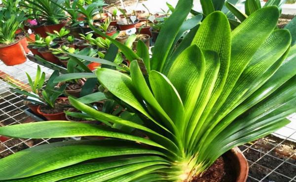 天冷後，需要“窮養”的六種花，水多易爛根，多曬愛生長