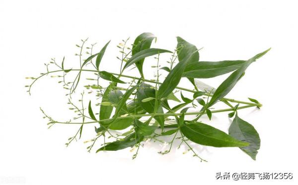 介紹一味非常苦的穿心蓮，清熱解毒又消腫，你對它有了解嗎？