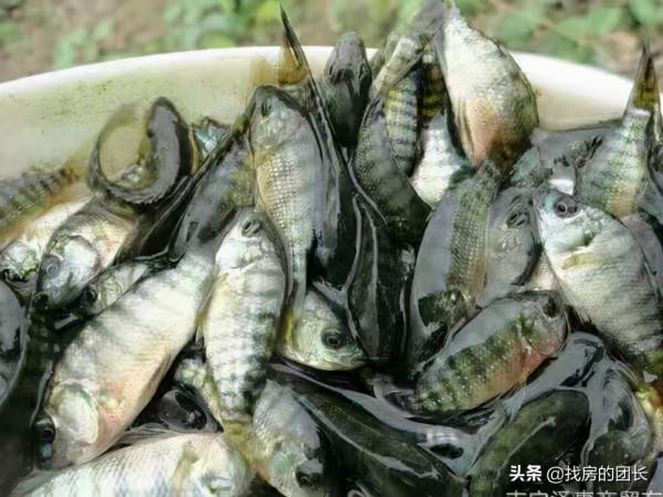 你是否懷念兒時釣魚的時光,裝備簡單,反而能釣到很多魚 你是否懷念兒時釣魚的時光,裝備簡單,反而能釣到很多魚
