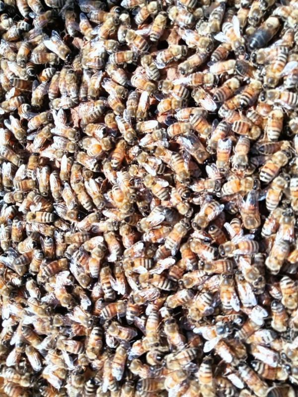 與義大利蜜蜂的一次親密接觸 與義大利蜜蜂的一次親密接觸