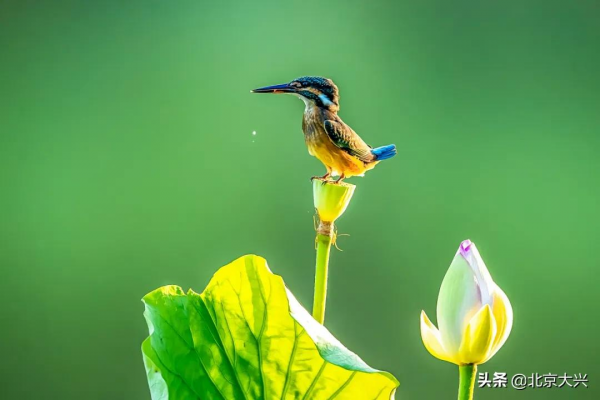 新桌布有了！快來看大興“百鳥圖”