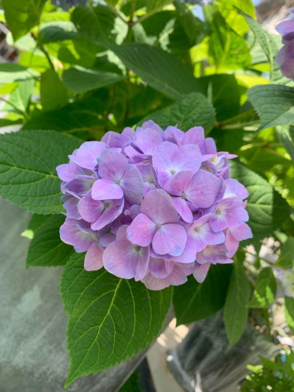 家裡光線差，就養這5種耐陰花，北陽臺也能變成花海