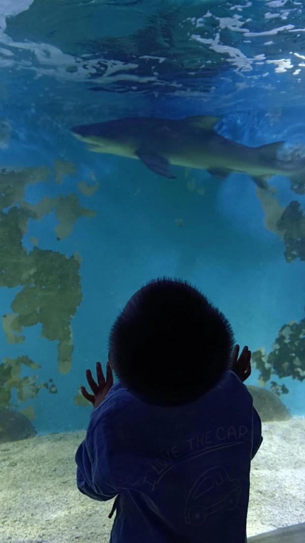 離海最遠的地方第一次看到那麼多海洋生物