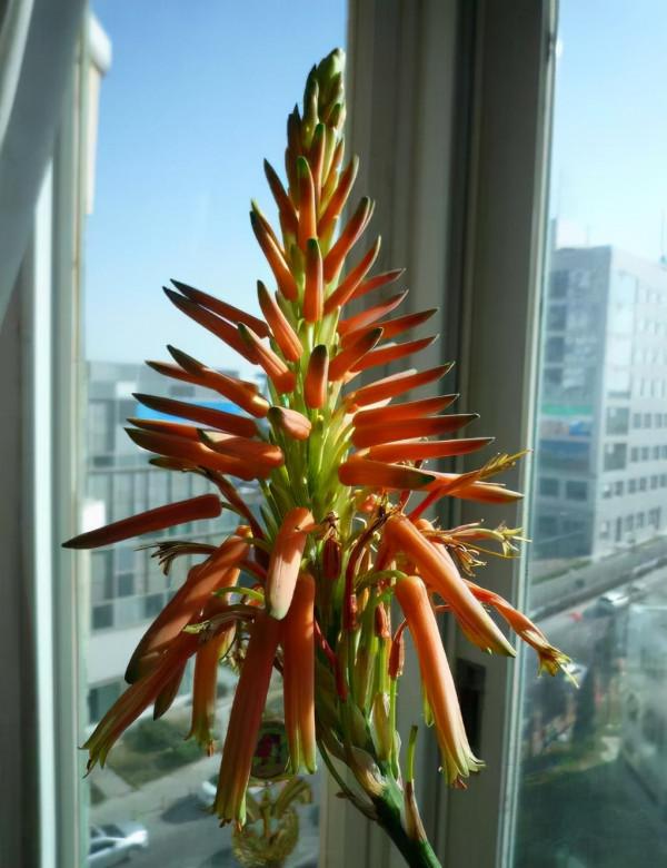 室內想養&OpenCurlyDoubleQuote;大盆&rdquo;鎮宅花，建議從這10種裡面選，聽名字就很霸氣