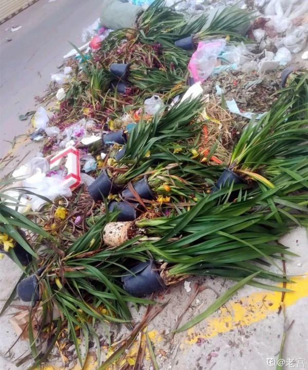 養花大棚倒閉,“貴貨花”路邊扔了一地,後悔沒帶個大麻袋 養花大棚倒閉,“貴貨花”路邊扔了一地,後悔沒帶個大麻袋