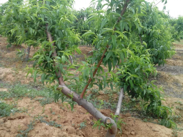 桃樹流膠怎麼辦？預防是關鍵